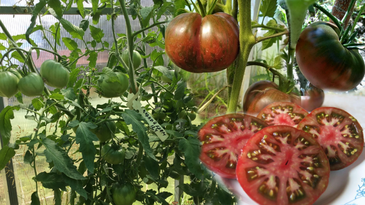 помидоры сорта Черный Крым