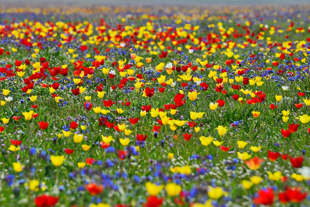 Цветочная поляна в Опукском заповеднике